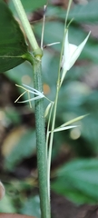 Lithachne pauciflora, photograph author not stated, no rights reserved