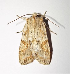 Lithophane bethunei