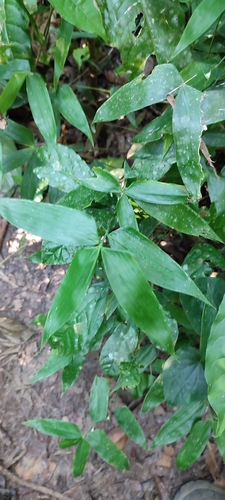 Image of Lithachne pauciflora by no rights reserved