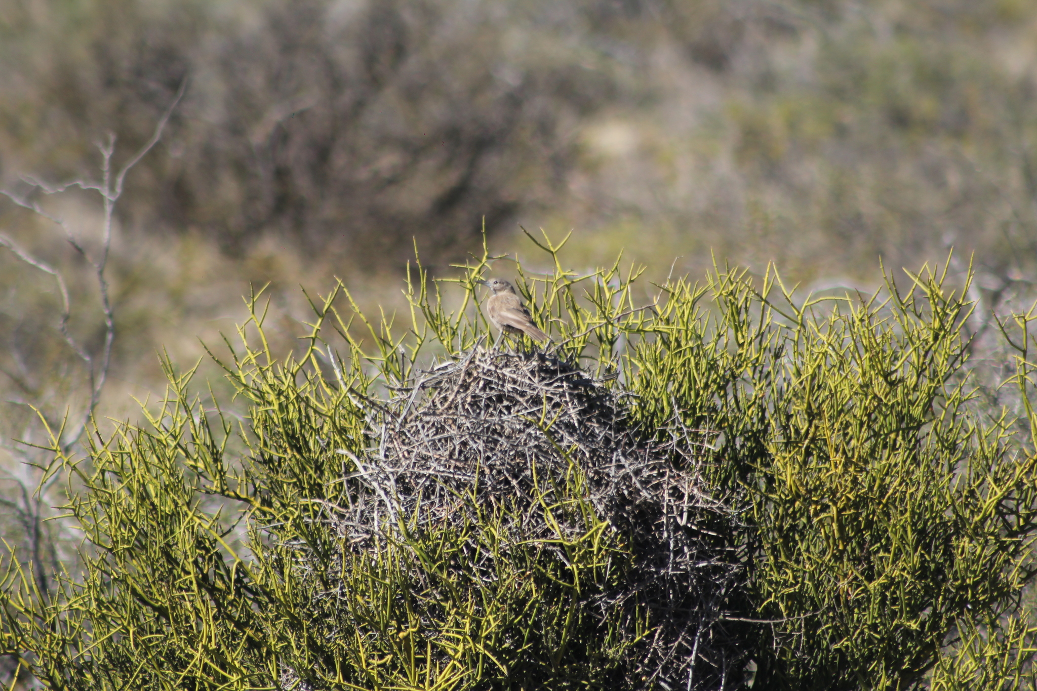 White-throated Cacholote (Pseudoseisura gutturalis), photo 8