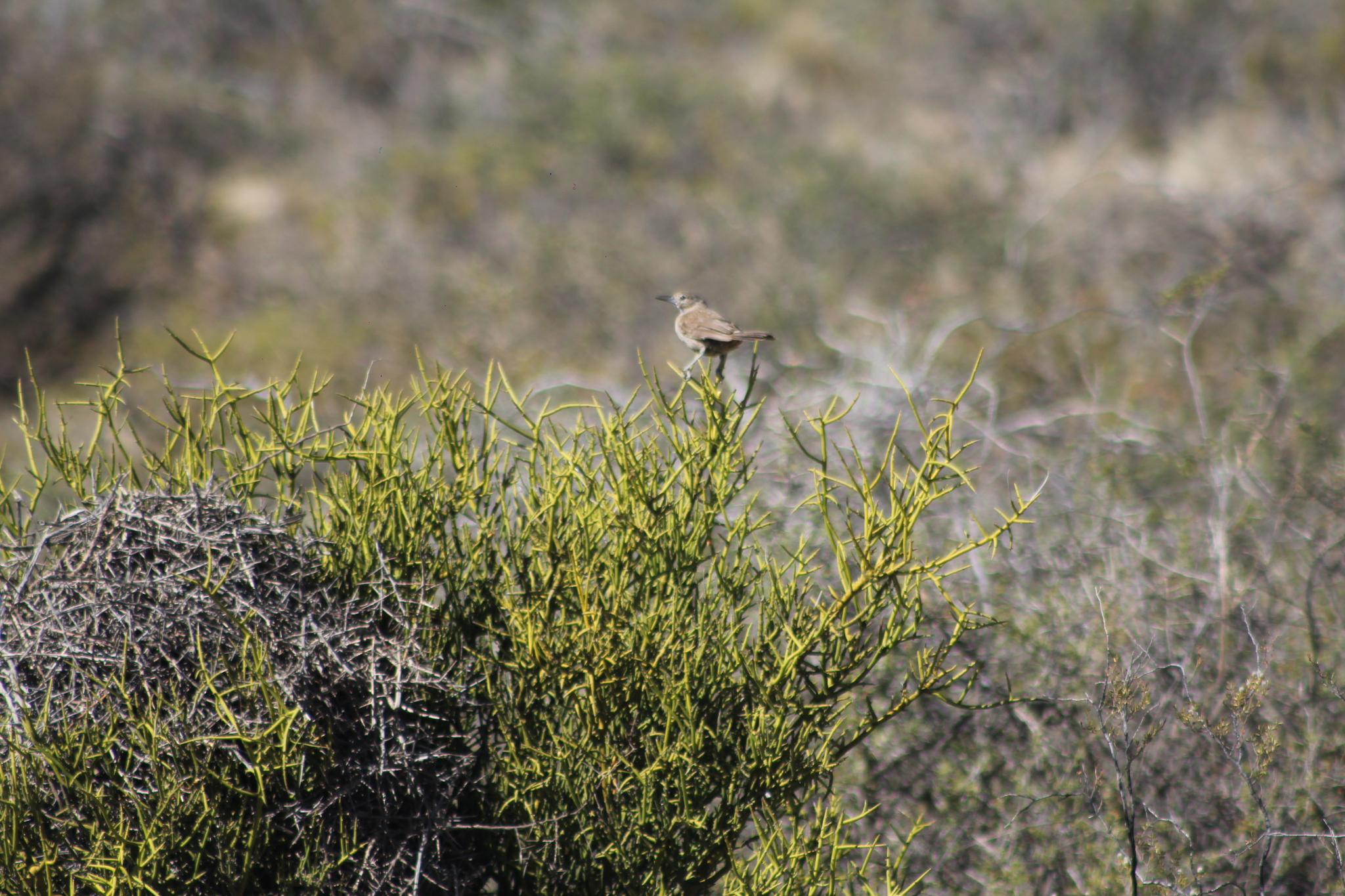 White-throated Cacholote (Pseudoseisura gutturalis), photo 10