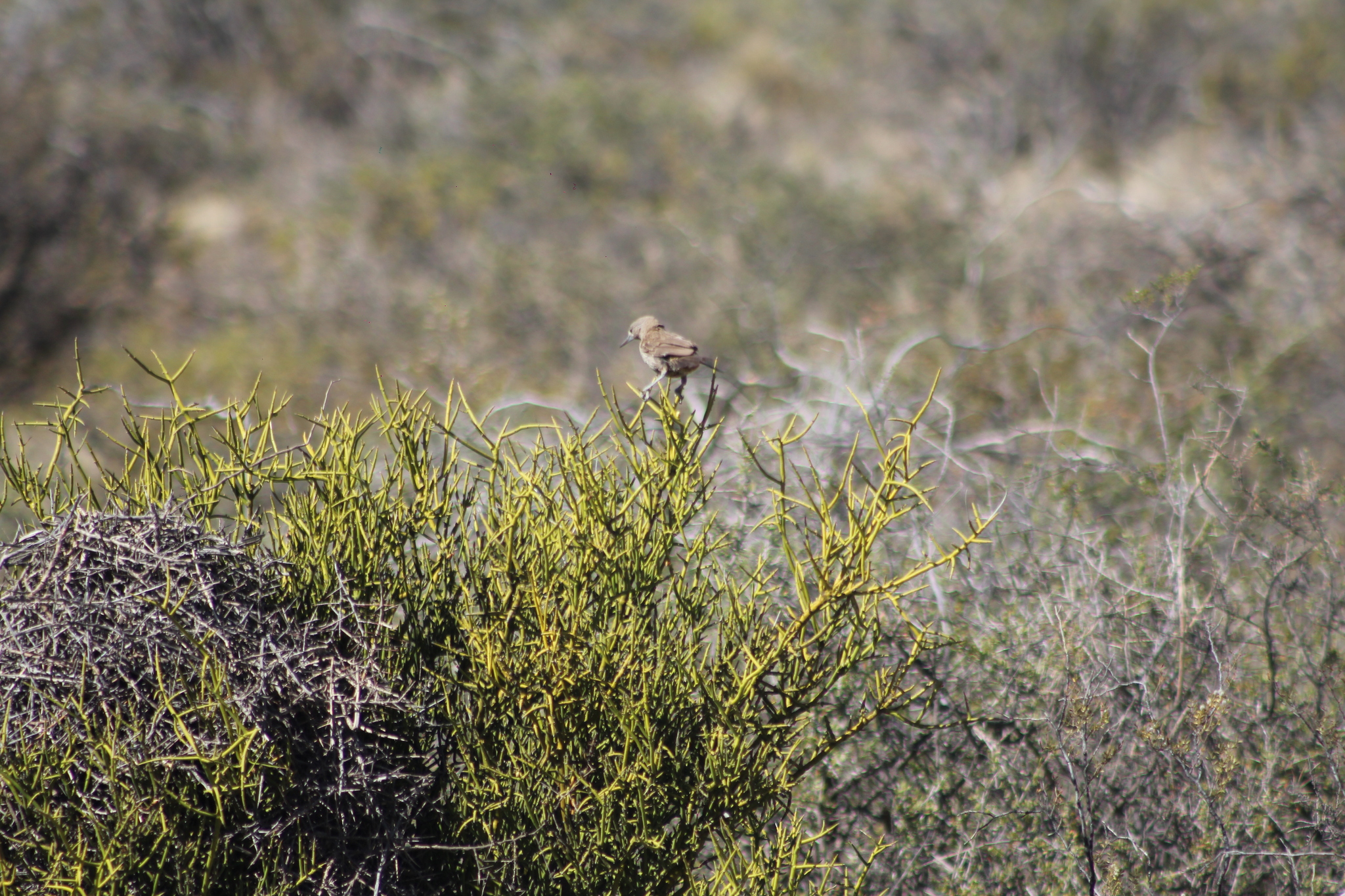 White-throated Cacholote (Pseudoseisura gutturalis), photo 9