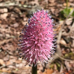 Helonias bullata