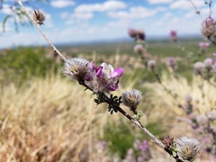Dalea pulchra