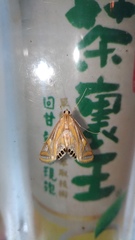 Eoophyla conjunctalis