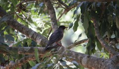 Turdus simillimus
