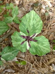 Trillium stamineum