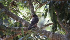 Turdus simillimus