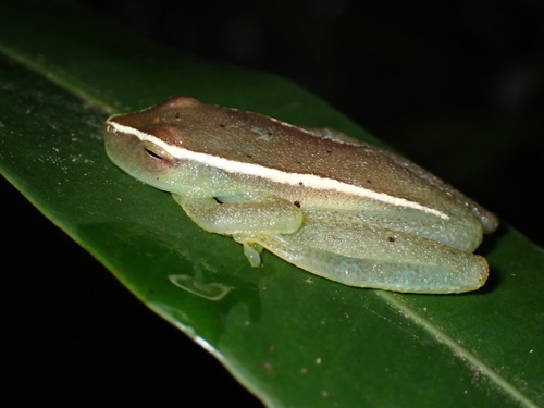 Hobbs' Treefrog, Boana hobbsi