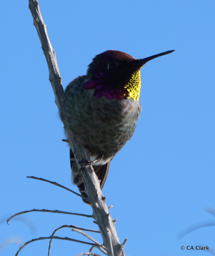 Anna's Hummingbird from Coyote Point County Park, San Mateo, California