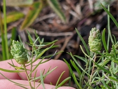 Asphondylia e-caroliniana-elongated-bud-rosette-gall gall