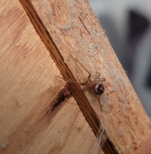 Photo of False Black Widow (Steatoda grossa)