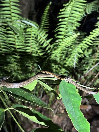 Photo of a Gunther's Bronzeback Tree Snake (Dendrelaphis caudolineolatus)