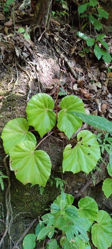 Begonia stigmosa, photograph 2