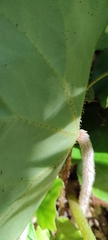 Begonia stigmosa, photograph author not stated, no rights reserved