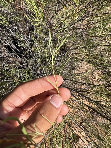 Senna circinnata observed 2024-02-11