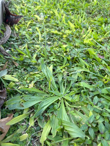 Plantago lanceolata observed 2024-02-05