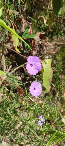 Ipomoea perpartita, photograph 4