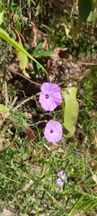 Ipomoea perpartita, photograph author not stated, no rights reserved