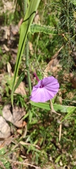 Ipomoea perpartita, photograph author not stated, no rights reserved