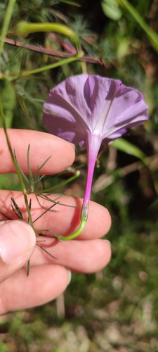 Ipomoea perpartita, photograph 6