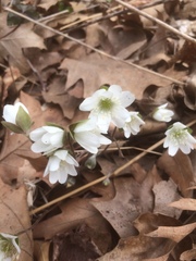 Hepatica acutiloba