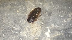 Homoeogamia mexicana