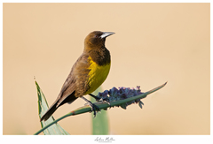Brown-And-Yellow Marshbird photo 4