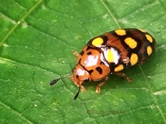 Mycotretus duodecemguttatus