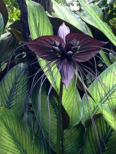 Foto de Flor-morcego