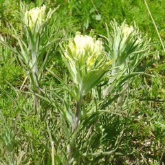 Castilleja purpurea