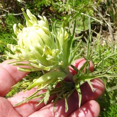 Castilleja purpurea