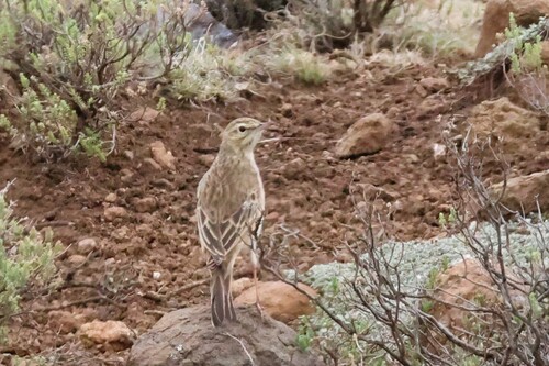 iNaturalist image