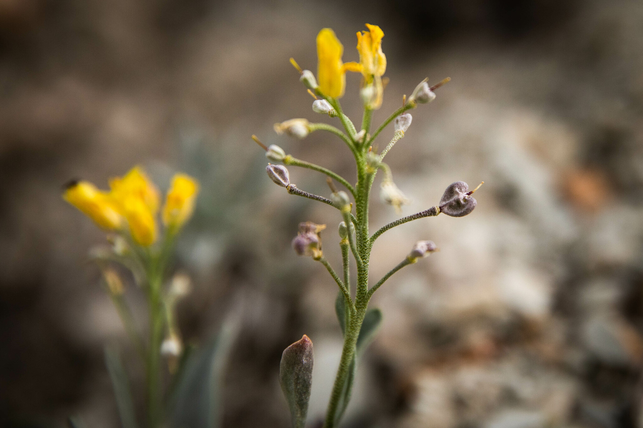 Physaria obcordata