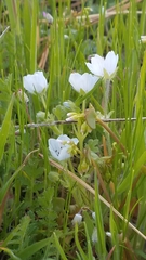 Nemophila pedunculata