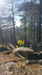 Nemophila pedunculata