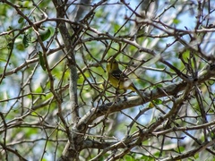 Vireo pallens