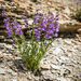 White River Beardtongue - Photo (c) Phil Krening, some rights reserved (CC BY-NC), uploaded by Phil Krening