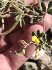 Acmispon rigidus