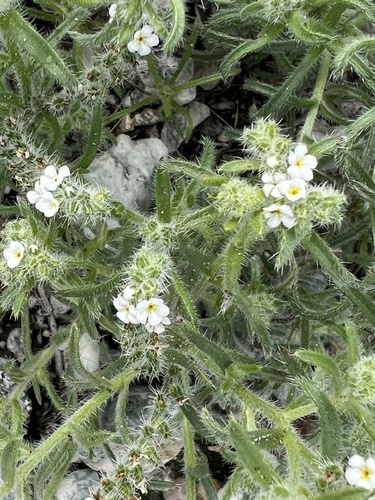 iNaturalist observation photo of Guadalupe cryptantha