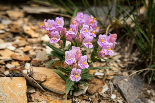 Uinta Basin beardtongue (Penstemon grahamii)