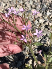 Gilia scopulorum
