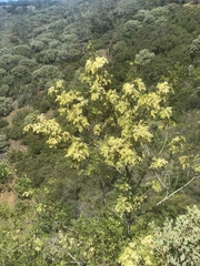 Fraxinus dipetala