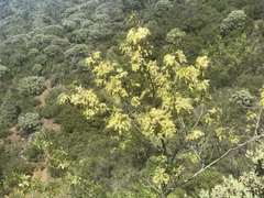 Fraxinus dipetala