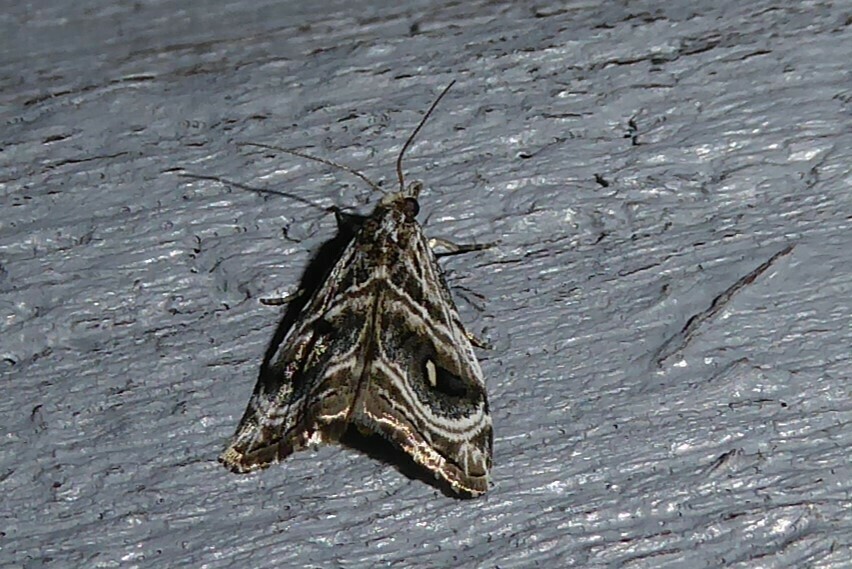 Gadira acerella from Waikouaiti, New Zealand on January 30, 2024 at 11: ...