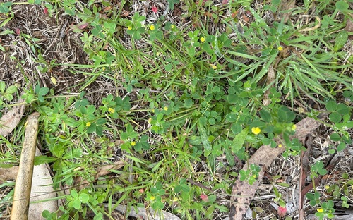 Medicago lupulina observed 2024-02-10