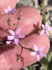Gilia scopulorum