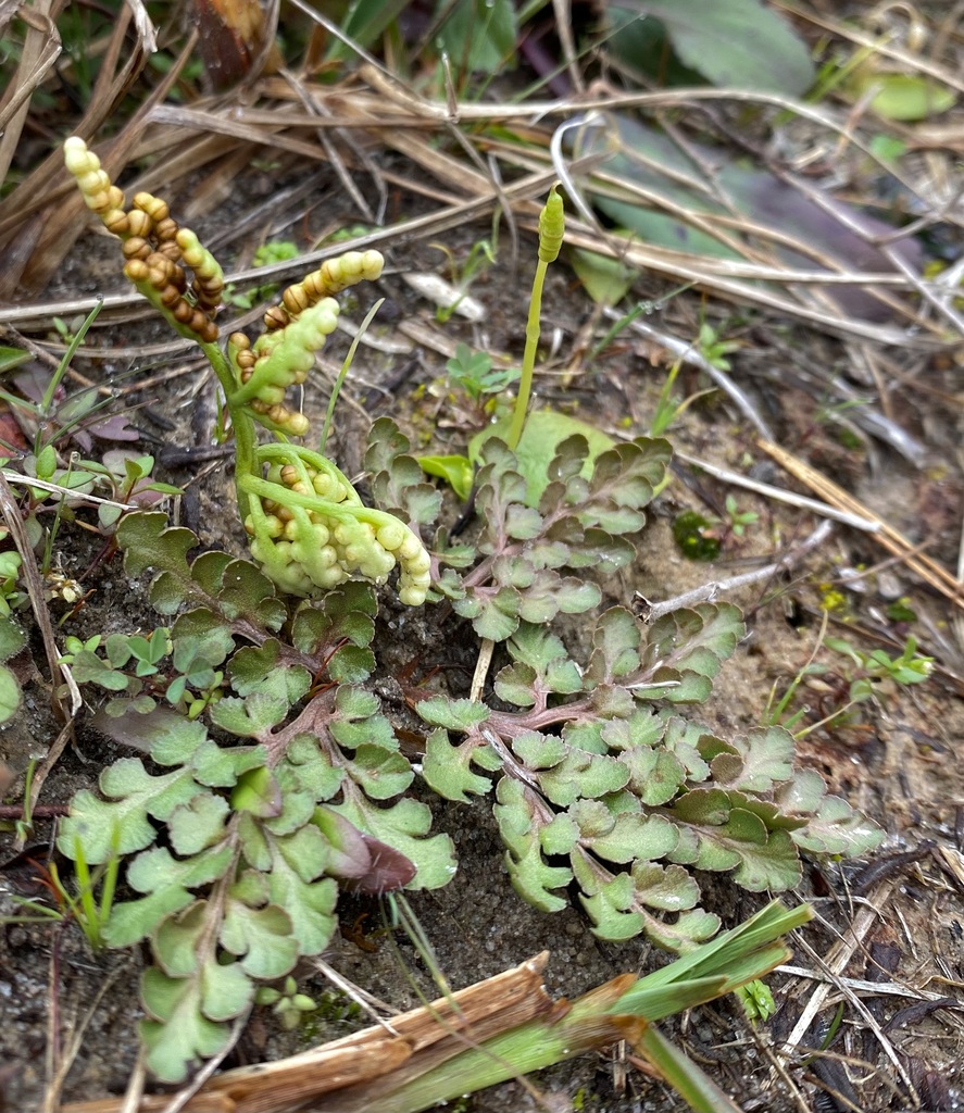 winter grapefern