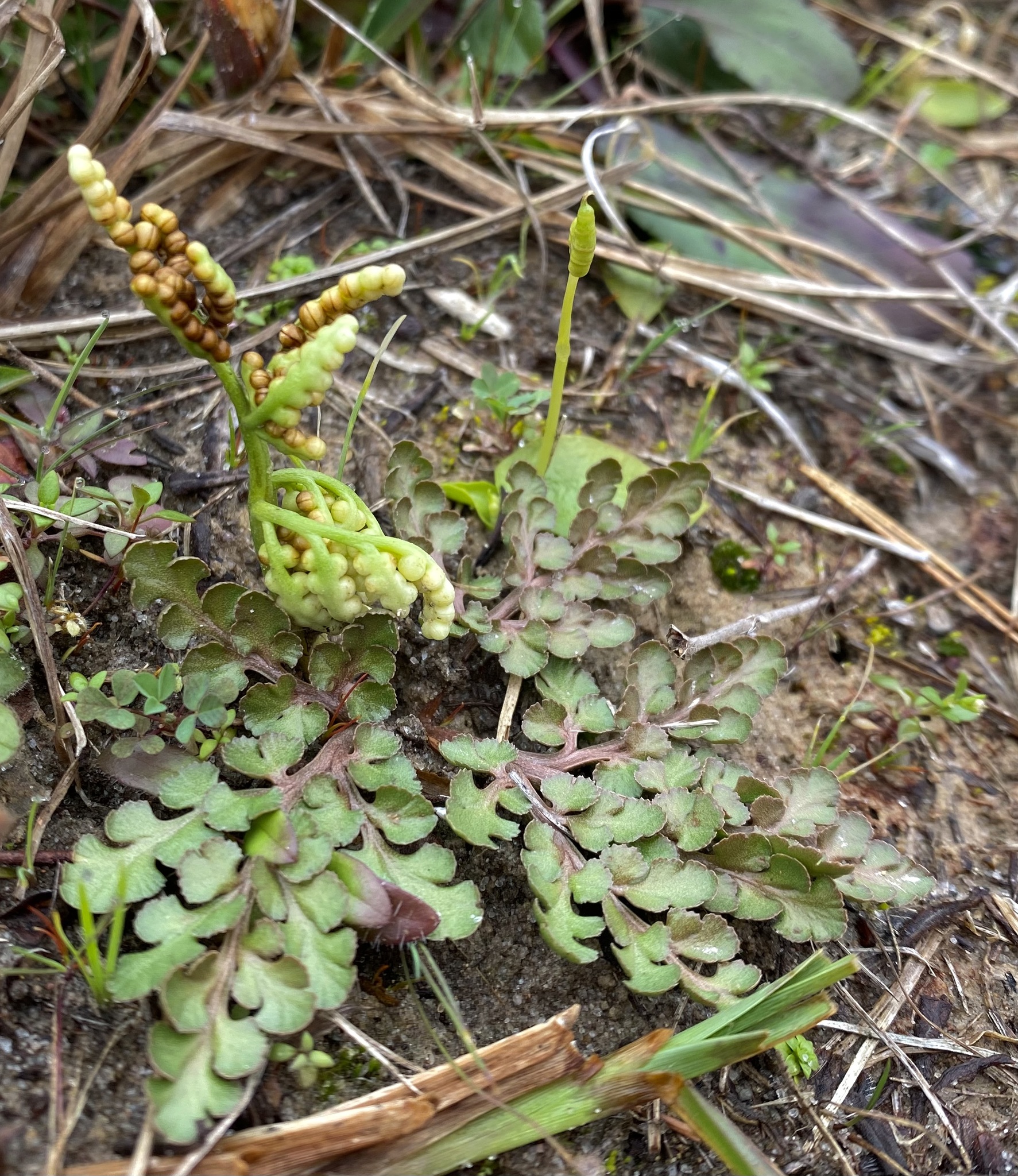 Sceptridium lunarioides