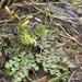 Winter Grapefern - Photo (c) sonnia hill, some rights reserved (CC BY)